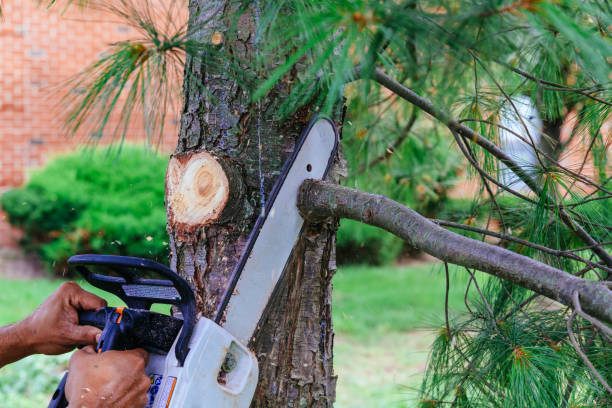 Best Tree Maintenance Programs  in Shell Point, SC